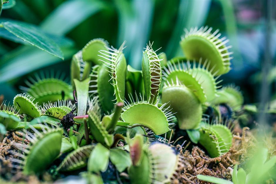 exhibition showcases insectivorous plants