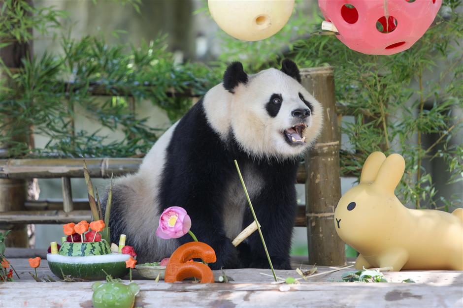 park celebrates giant panda's 6th birthday