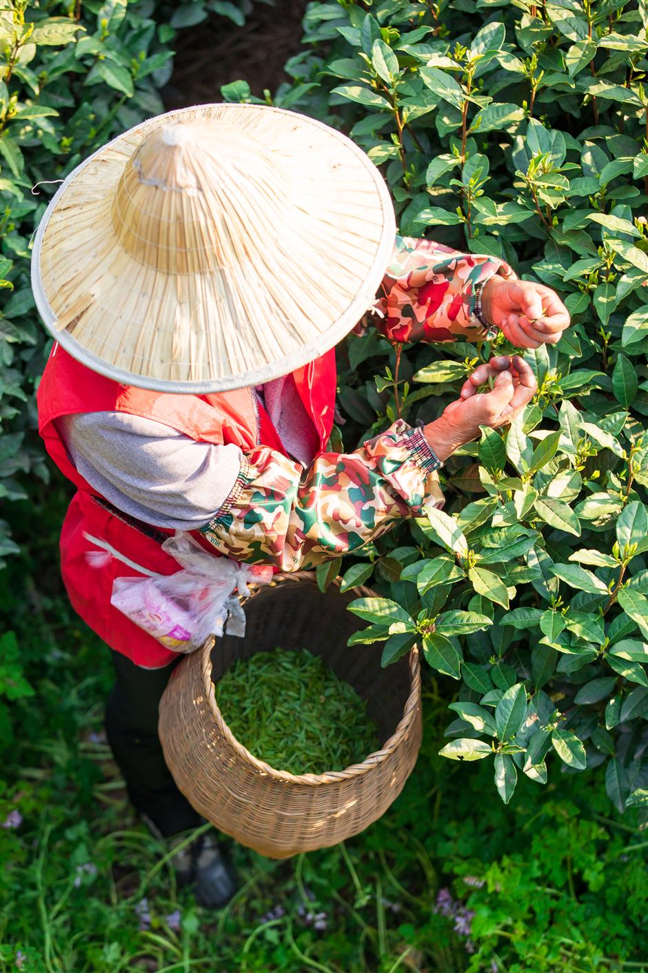 longjing tea harvest to begin, with tenderest leaves picked within two weeks