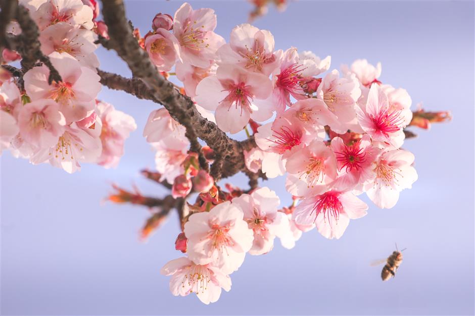 botanic gardens in the pink with early blossom