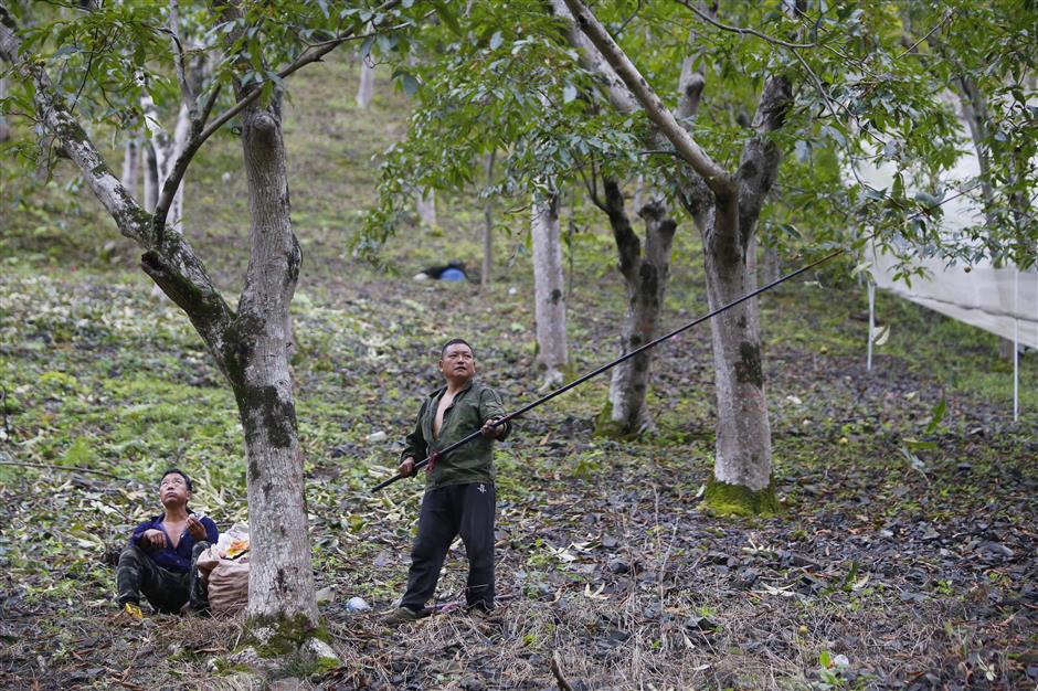 lin'an readies for a busy hickory nut-picking season