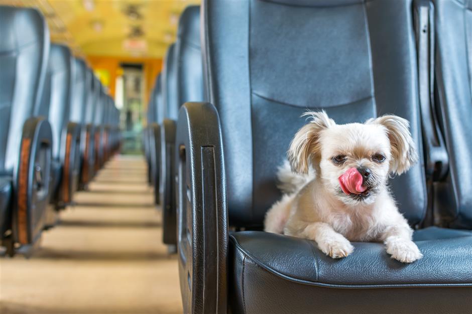 a fur-st class for pets on trains? it's an idea under discussion