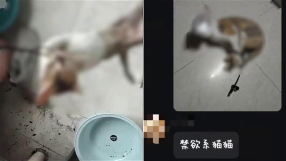 wuhan college expels student for abusing cats