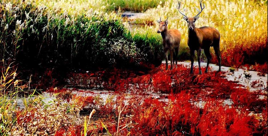 tourism festival offers wild wonders of yancheng