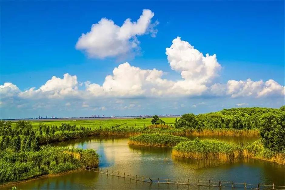 environmentally friendly routes take you to appreciate the beauty of shanghai's natural ecology