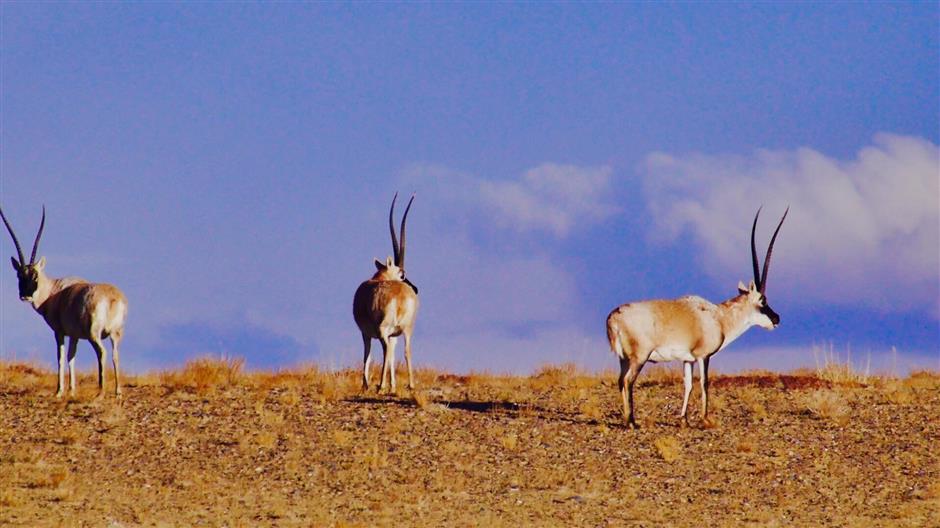 documentary on climate change scoops awards at international festivals