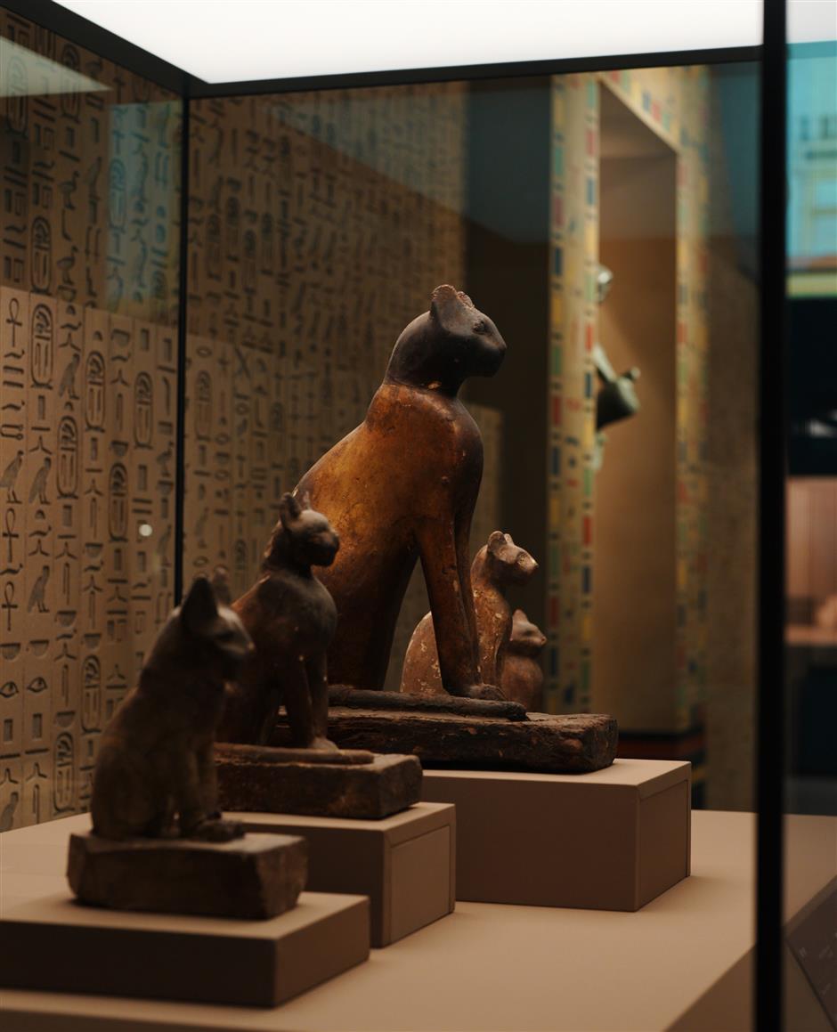 shanghai museum's cat nights expected to be smash hit