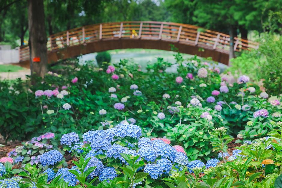 hydrangeas in full flower at chenshan botanical garden