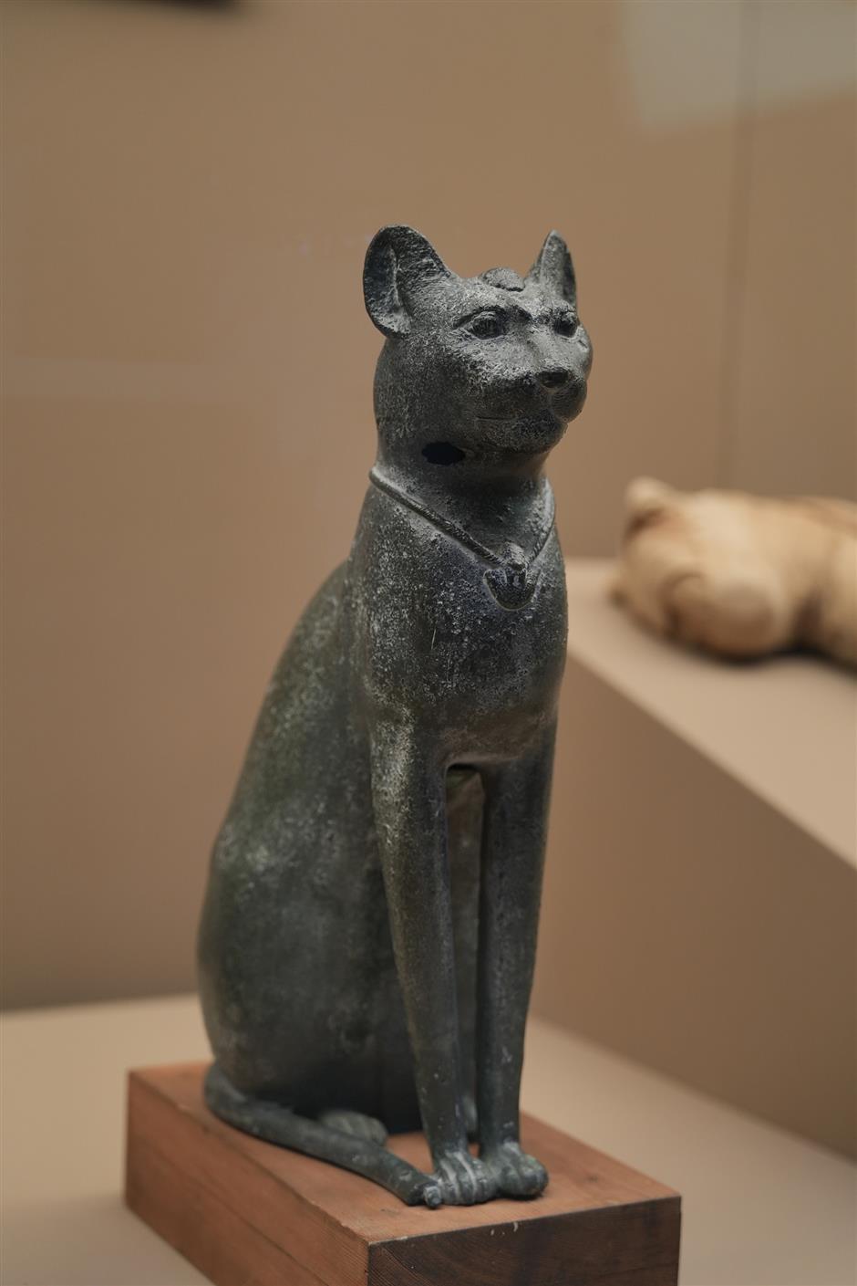 shanghai museum's cat nights expected to be smash hit