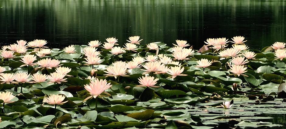 it's the season to admire lotus, water lilies