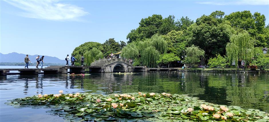 it's the season to admire lotus, water lilies