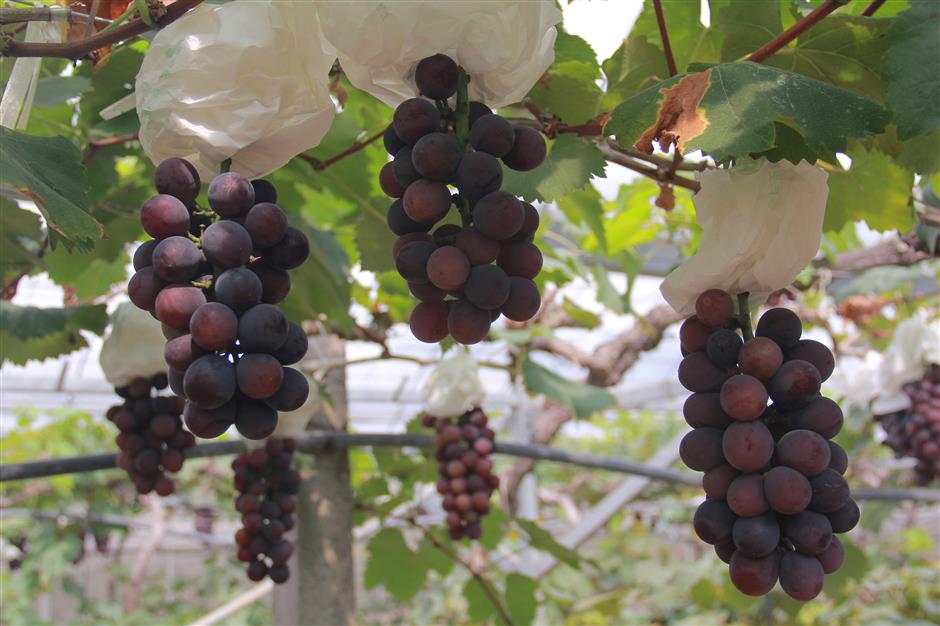 malu town celebrates another bumper grape harvest