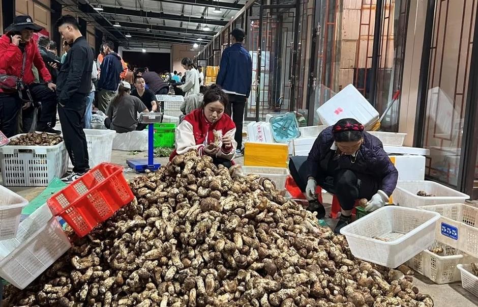 pine mushrooms in yajiang county to be traded at new center and tracked online