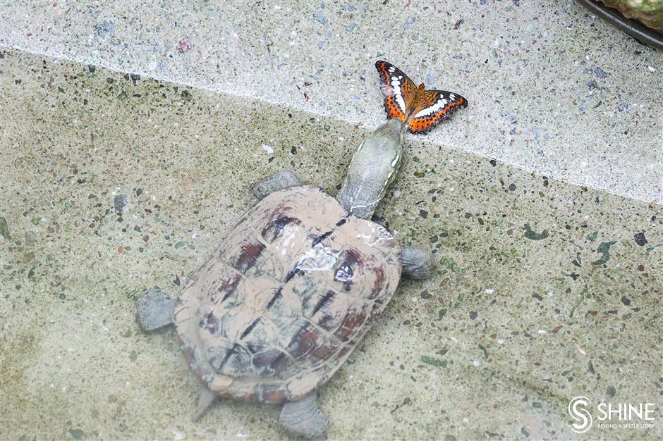 butterflies find their wings at shanghai zoo