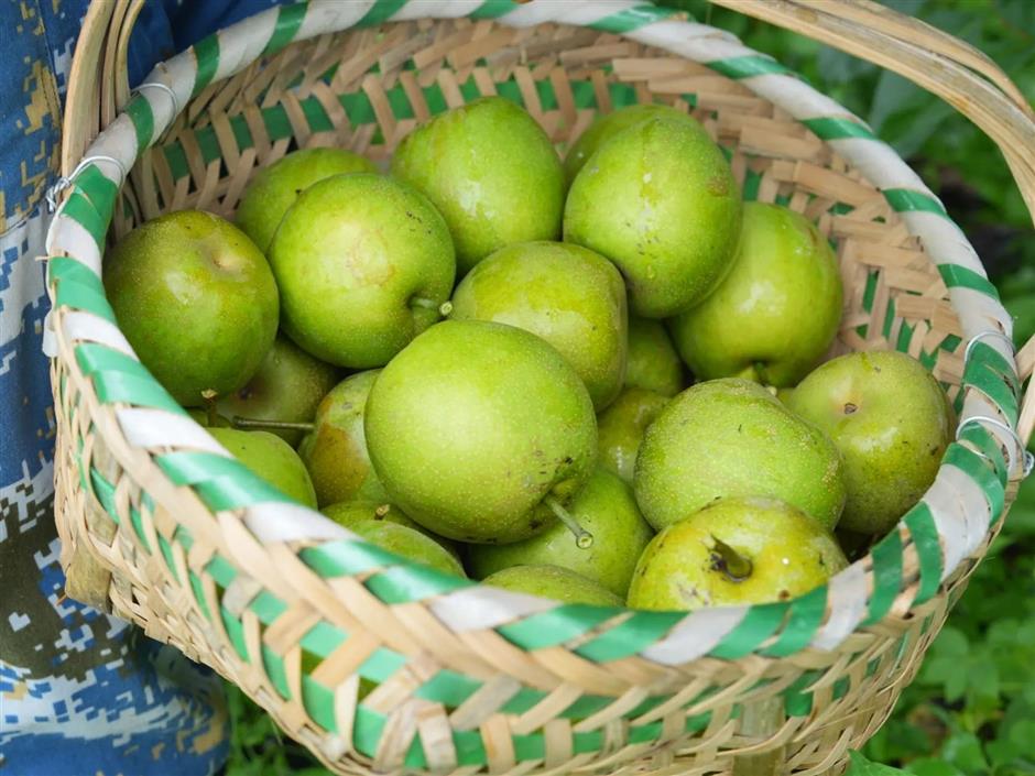 malu town celebrates another bumper grape harvest