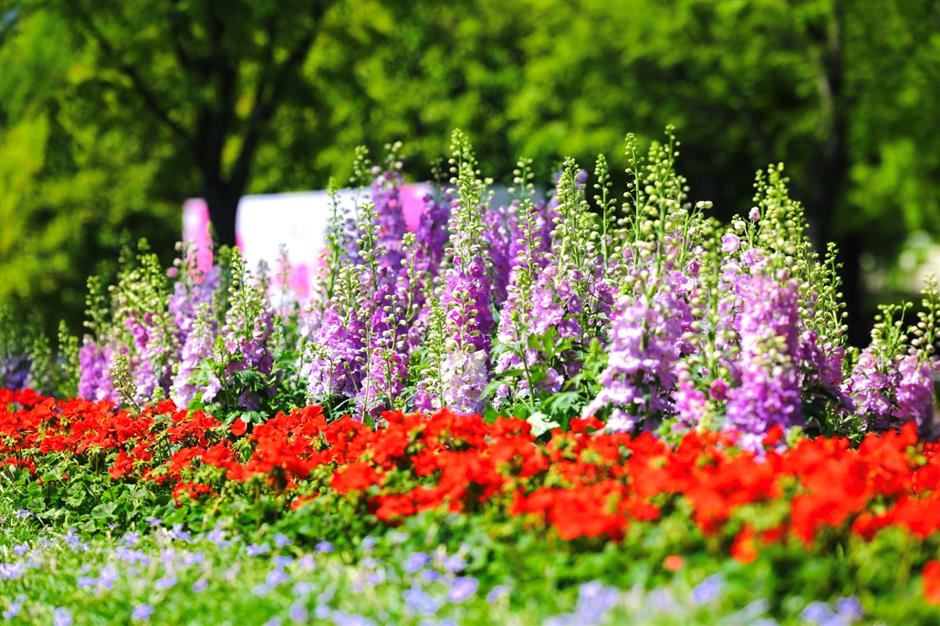 city blooming lovely with new varieties of plants