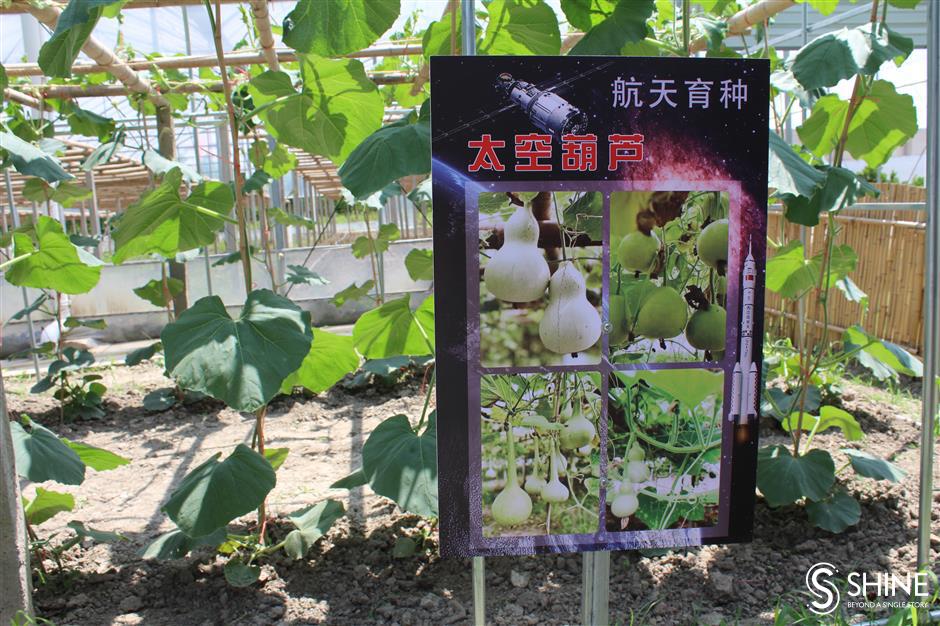 revival of ancient gourd craft revitalizes local economy in pujiang town village