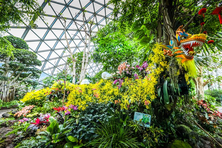 6th shanghai international orchid show blossoms