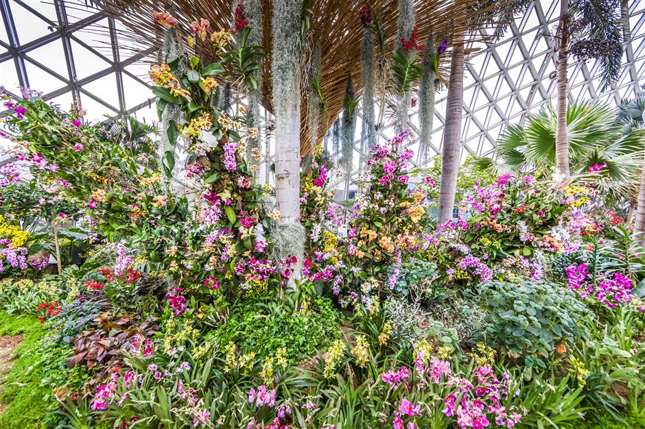 6th shanghai international orchid show blossoms