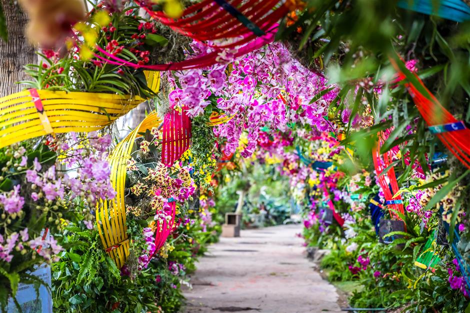 6th shanghai international orchid show blossoms