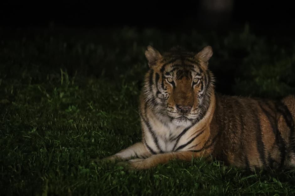 wild animal park night tours show beasts 'in the roar'