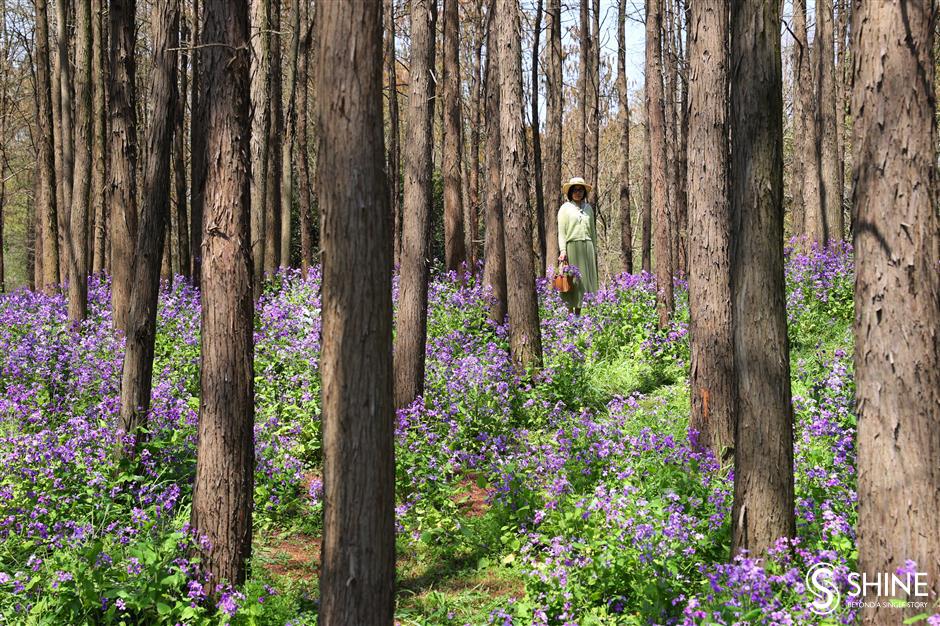 gongqing forest park set to open forest flower exhibition