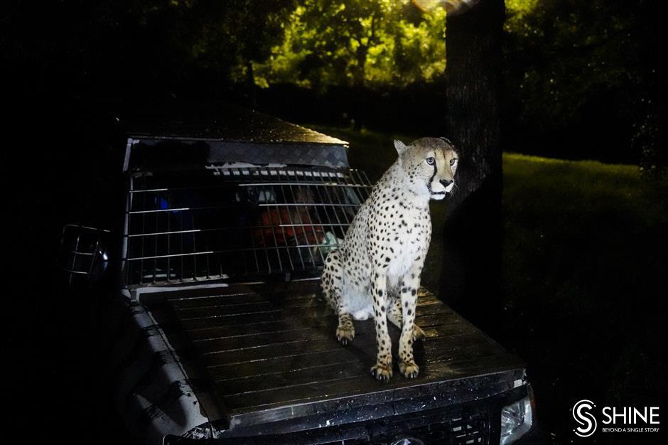 wild animal park night tours show beasts 'in the roar'