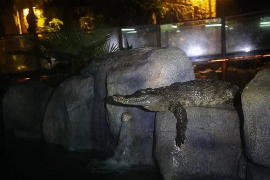 wild animal park night tours show beasts 'in the roar'