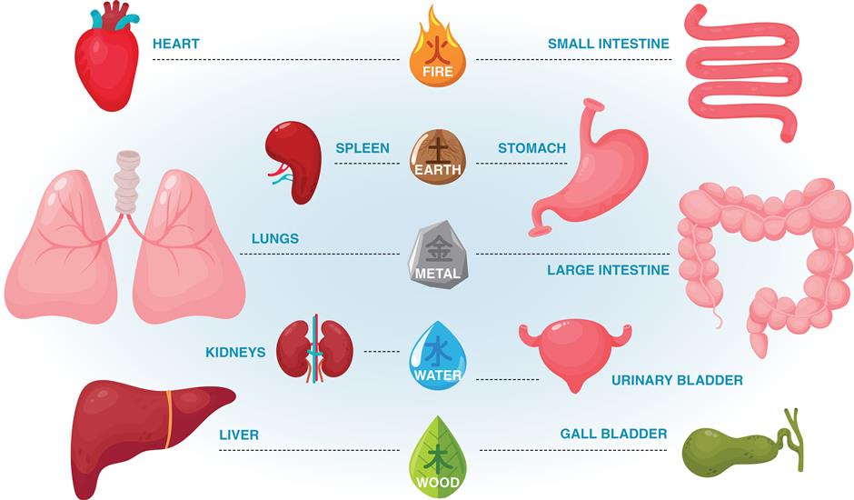 when a body organ is more than just a stand-alone function of anatomy