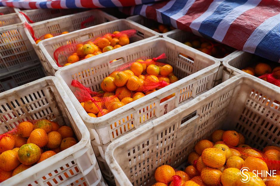 tangerine harvest is sweet treat for citizens