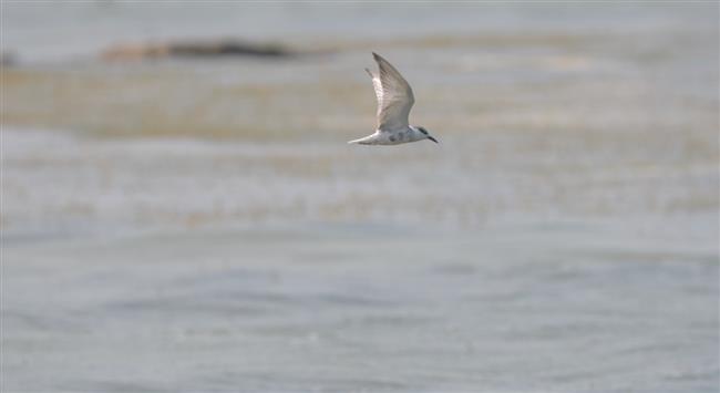 wild shanghai ep4: nanhui dongtan welcomes migrating birds