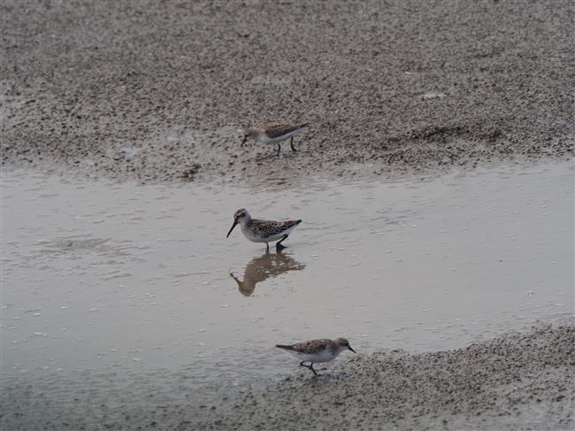 wild shanghai ep4: nanhui dongtan welcomes migrating birds