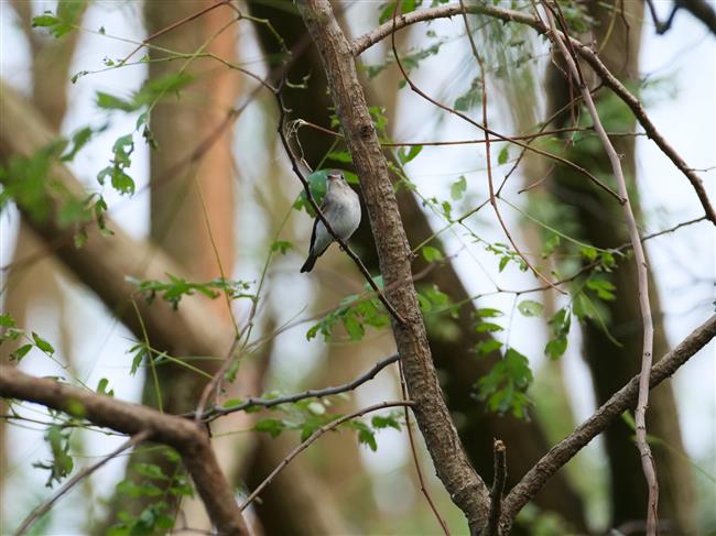 wild shanghai ep4: nanhui dongtan welcomes migrating birds