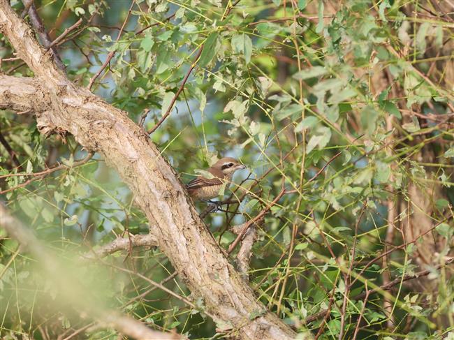 wild shanghai ep4: nanhui dongtan welcomes migrating birds