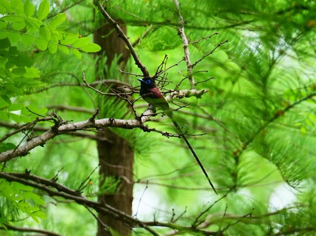 wild shanghai ep4: nanhui dongtan welcomes migrating birds