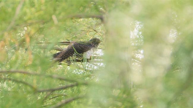 wild shanghai ep4: nanhui dongtan welcomes migrating birds