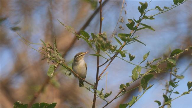 wild shanghai ep4: nanhui dongtan welcomes migrating birds