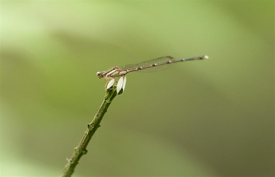 wild shanghai ep5: discover rich variety of wildlife in binjiang forest park