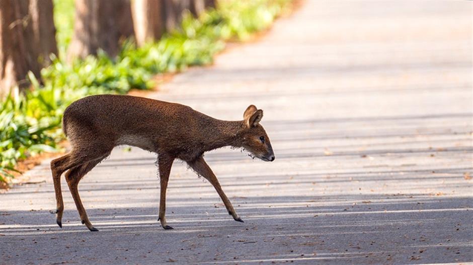 wild shanghai ep5: discover rich variety of wildlife in binjiang forest park