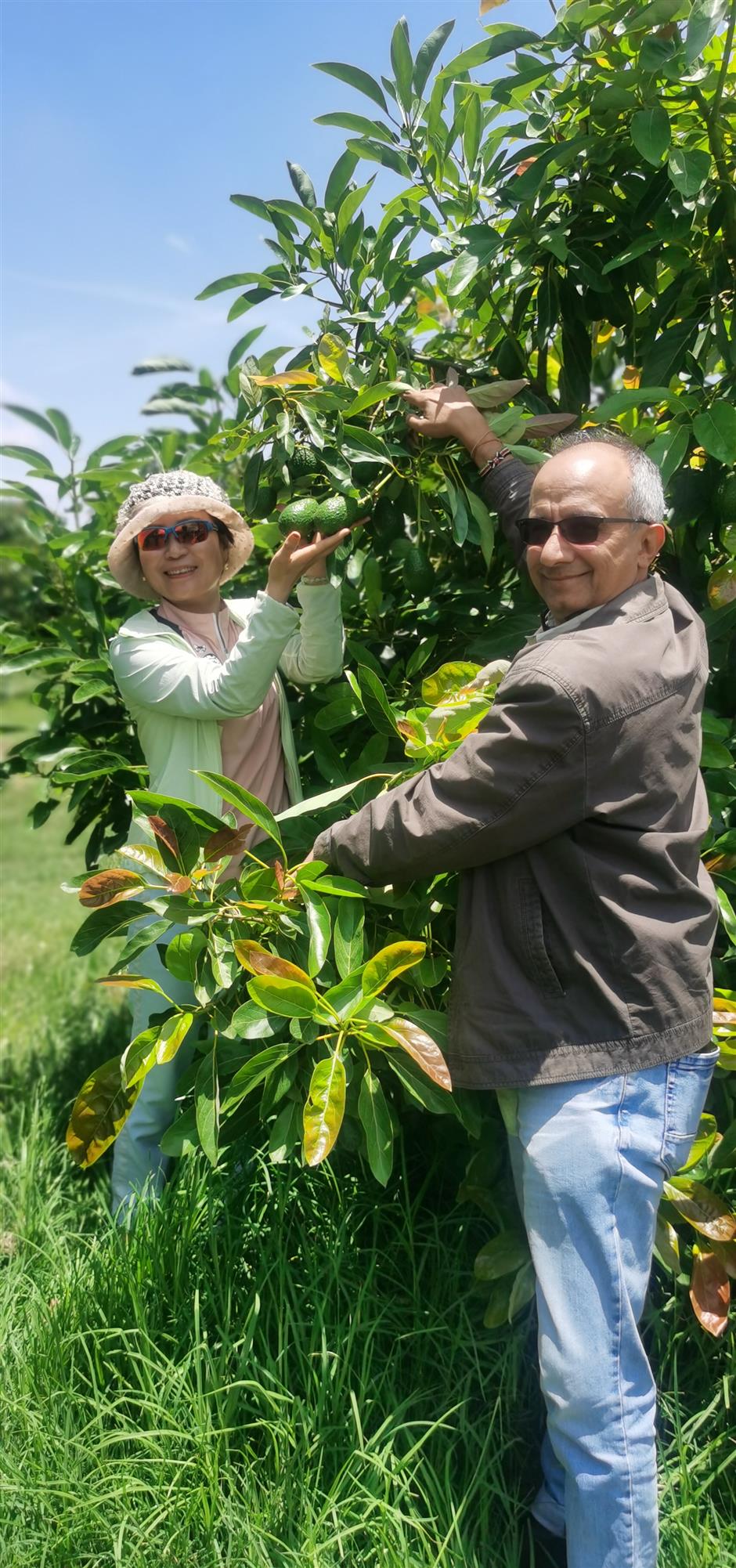 kenya cashes in on china's newfound love of avocados