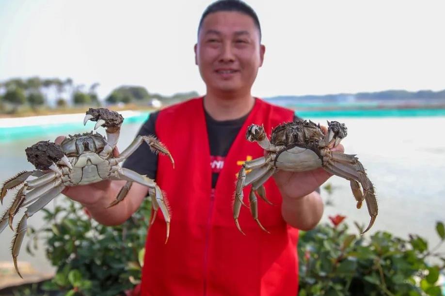 extraordinary harvest of hairy crabs in songjiang