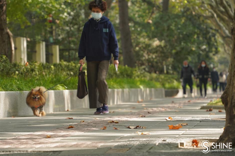 tree leaves present seasonal spectacle on city streets