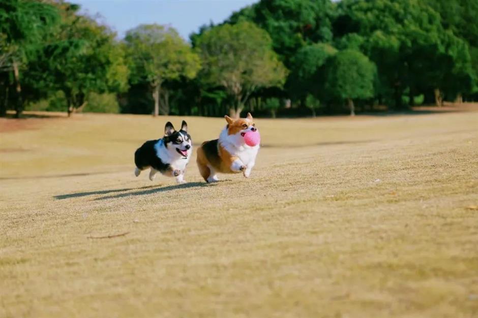 city's parks offer green spaces for outdoor fun with canine companions