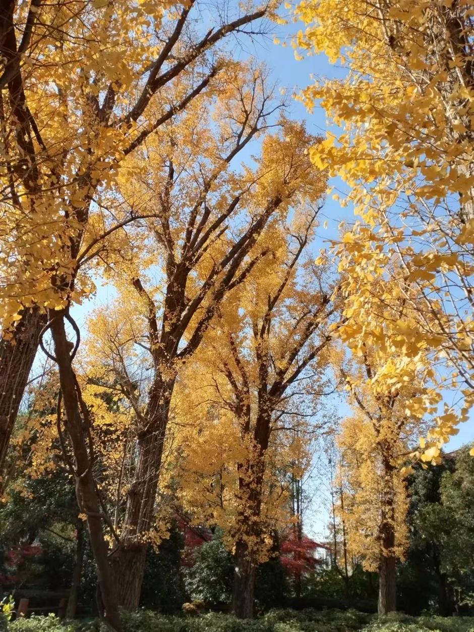 'parkwalk': a guide to the city's colorful autumnal foliage