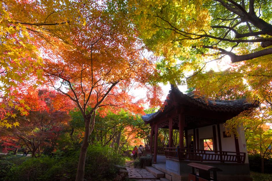 'parkwalk': a guide to the city's colorful autumnal foliage