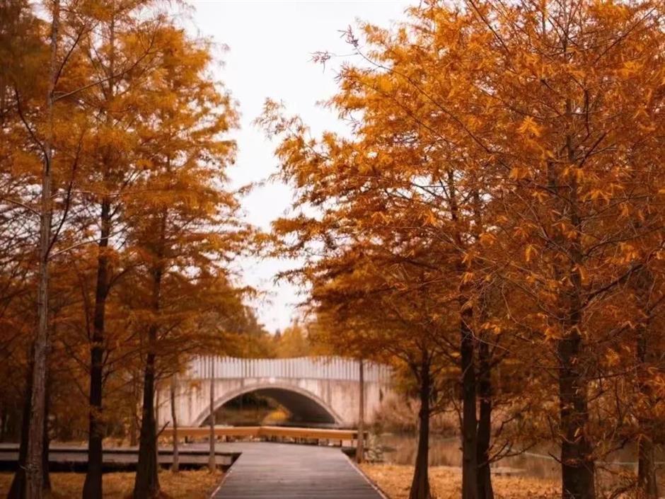 'parkwalk': a guide to the city's colorful autumnal foliage