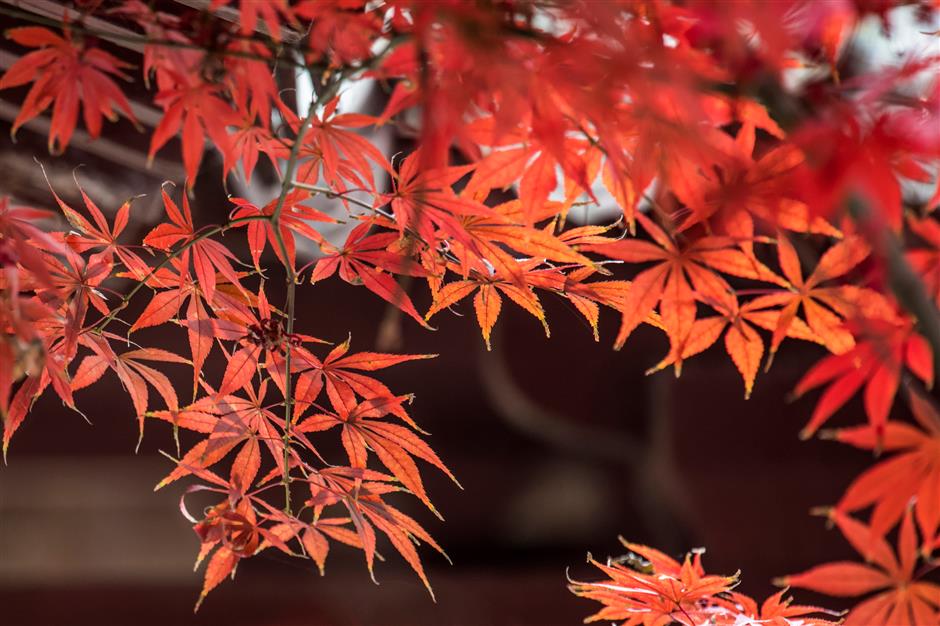 'parkwalk': a guide to the city's colorful autumnal foliage