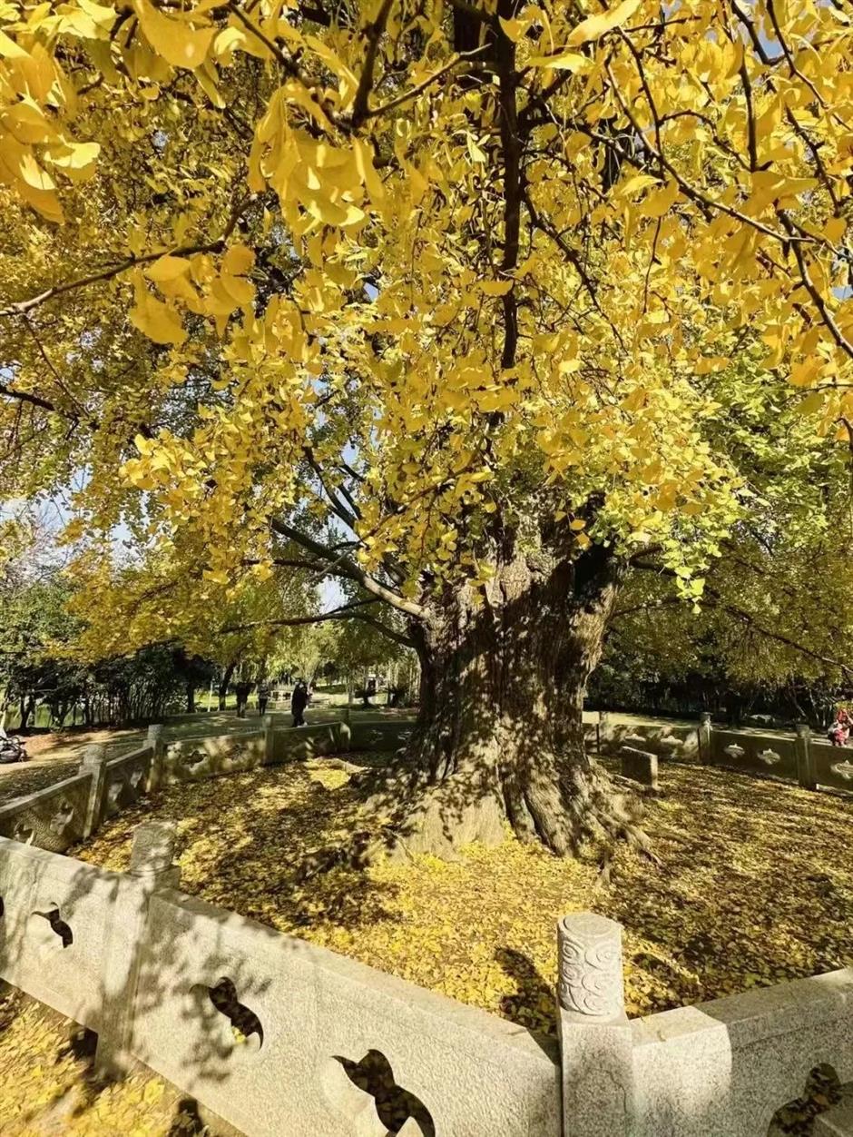 'parkwalk': a guide to the city's colorful autumnal foliage