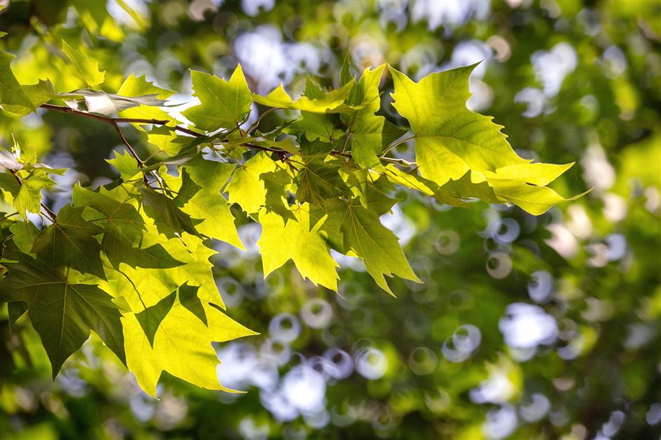 'parkwalk': a guide to the city's colorful autumnal foliage